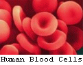 Human Red Blood Cells